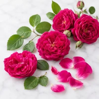 Rose Powder