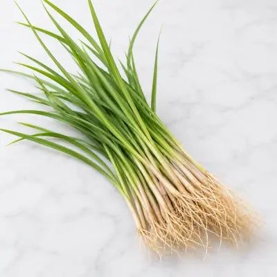 Vetiver · Ushira