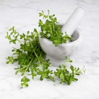 Brahmi
