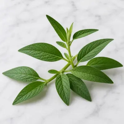 Nettle