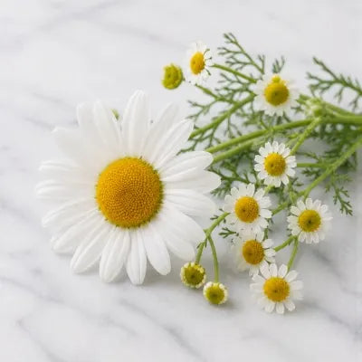 Chamomile Powder