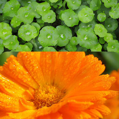 Centella Asiatica(Gotu Kola),Calendula
