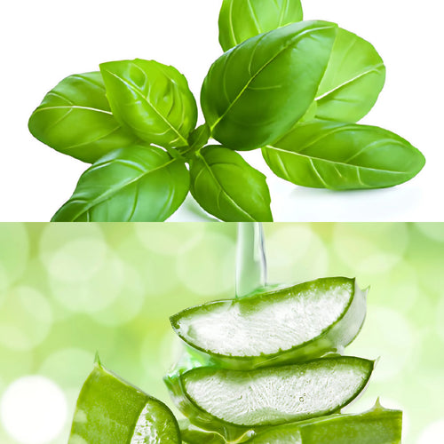 Aloe & Tulsi