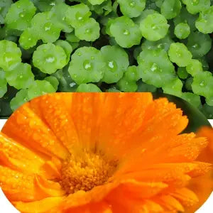 Centella Asiatica(Gotu Kola),Calendula