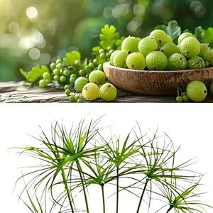 Amla & Nagarmotha