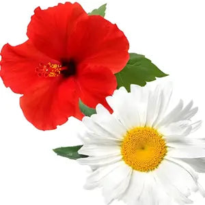 Hibiscus & Chamomile